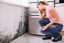 Mold Documentation for Insurance Claims in Hillsboro, MO